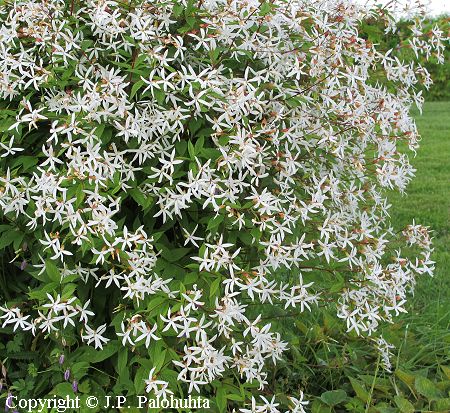 Gillenia trifoliata, enkeliperhoangervo